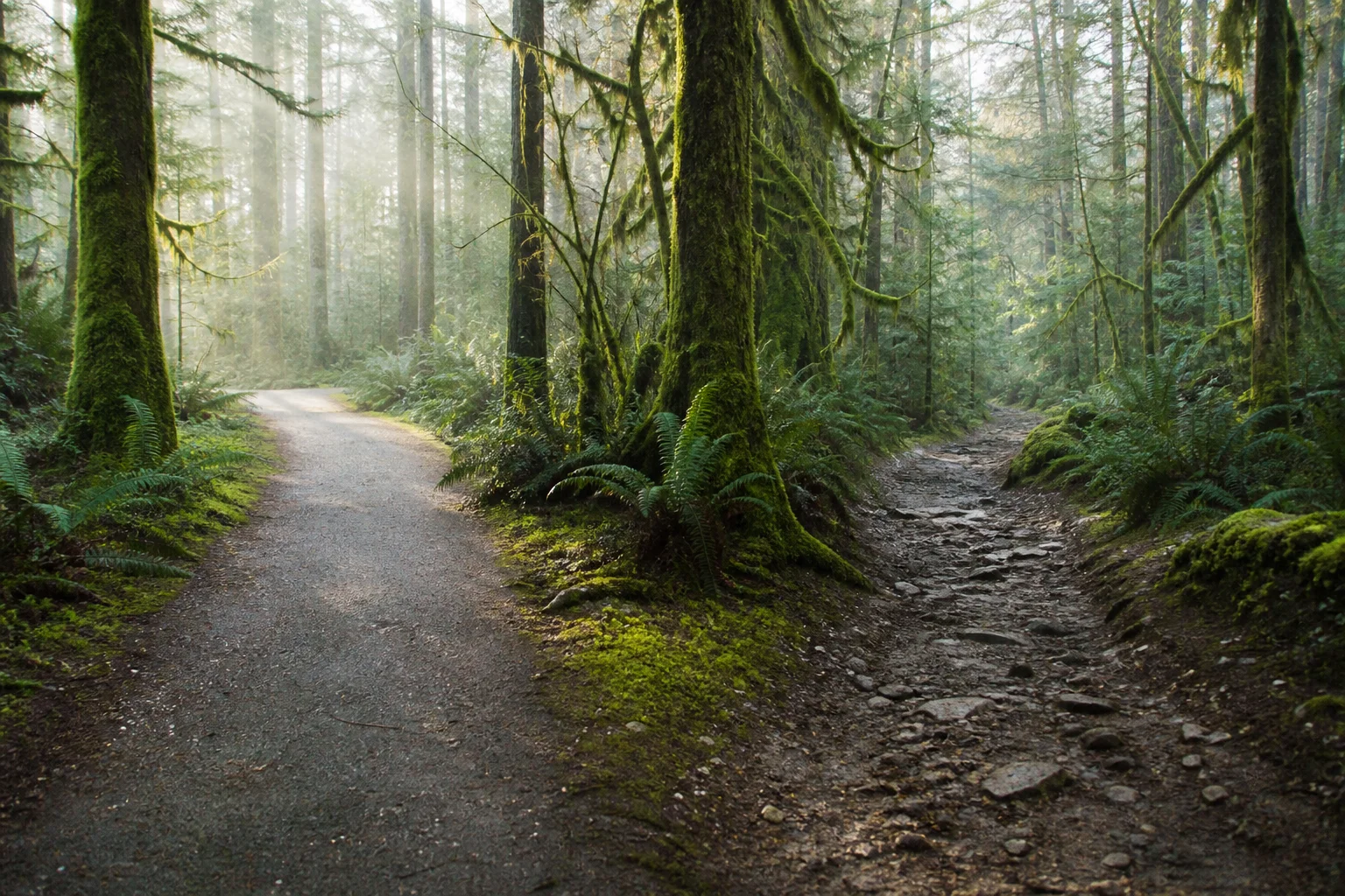 Fork in the forest path representing cost-saving vs. expensive layout changes in bathroom remodels